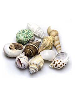 Hobby - Snail Shells Medium Set 10