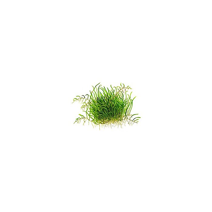 Tropica 1-2 Grow Utricularia graminifolia Live Plants