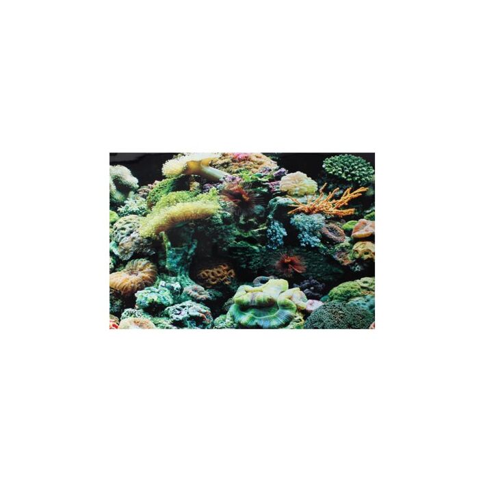 Poster Background Marine Reef & Coral 18 inch