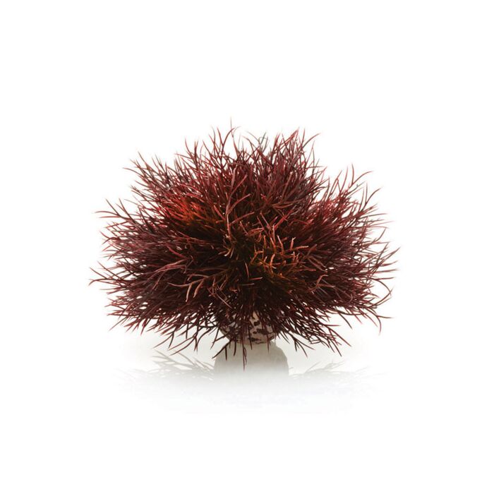 biOrb Crimson Sea Lily 